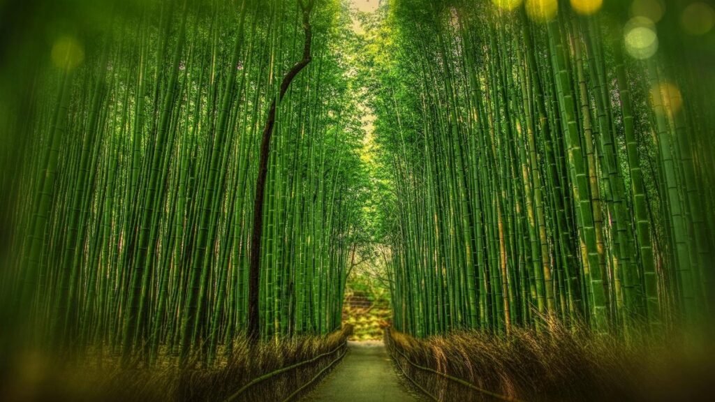 Tranquil bamboo forest with a pathway leading into sunrise light, showcasing verdant growth and lush greenery.