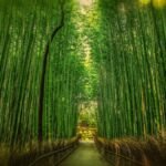 Tranquil bamboo forest with a pathway leading into sunrise light, showcasing verdant growth and lush greenery.