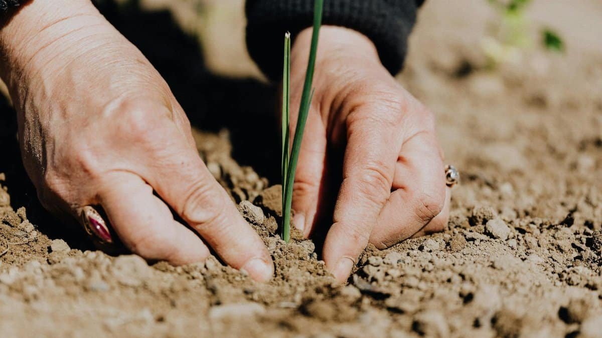 Ground level of unrecognizable female gardener planting green sprout in soil while working on plantation