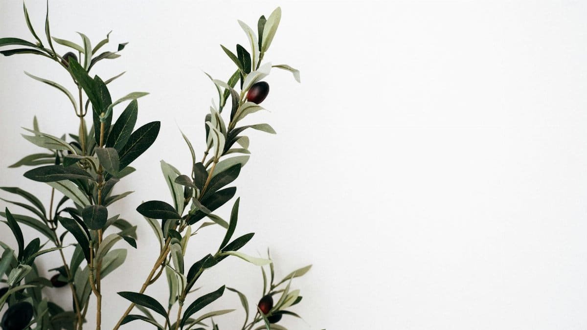 A simple olive tree branch with dark olives on a plain white backdrop, offering a minimalist aesthetic.