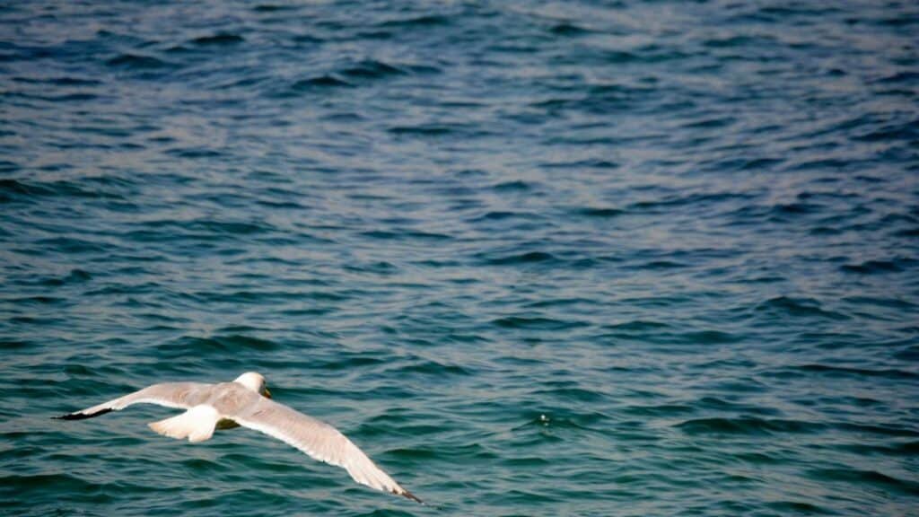 A seagull gracefully flying over the vibrant waters of the Bosphorus in İstanbul, capturing a sense of freedom and nature.