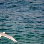 A seagull gracefully flying over the vibrant waters of the Bosphorus in İstanbul, capturing a sense of freedom and nature.