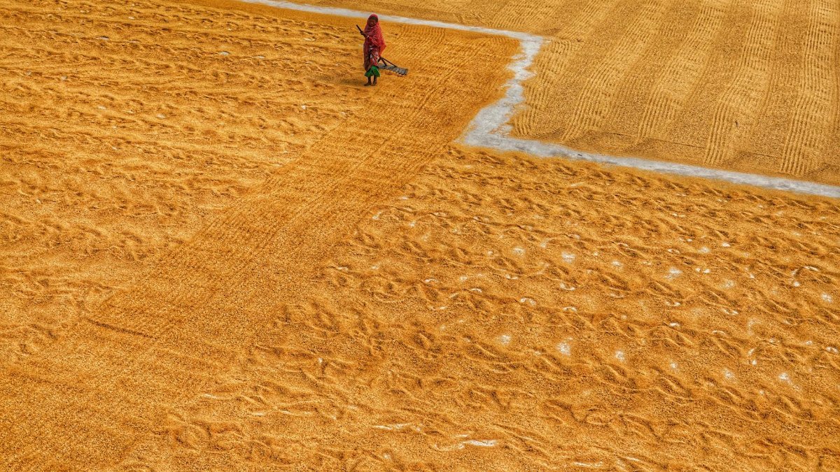 Aerial shot of a person working in golden fields in Habra, West Bengal, India.