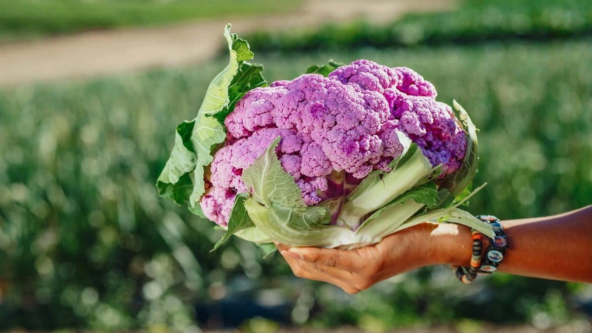 A fresh purple cauliflower being held in an open field, ideal for health food promotions.