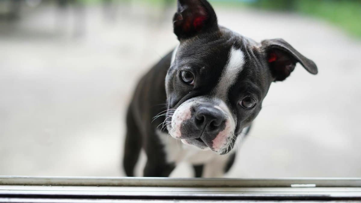 Charming portrait of a Boston Terrier puppy looking inquisitively outdoors. Perfect for pet photography enthusiasts.
