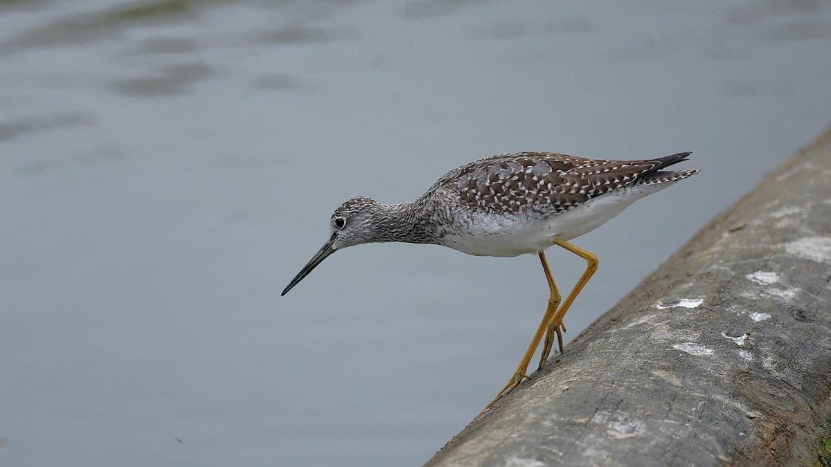 Free stock photo of avian, bird, greater yellowlegs