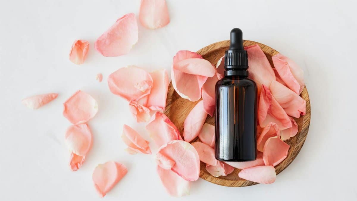 Top view of empty brown bottle for skin care product placed on wooden plate with fresh pink rose petals on white background isolated