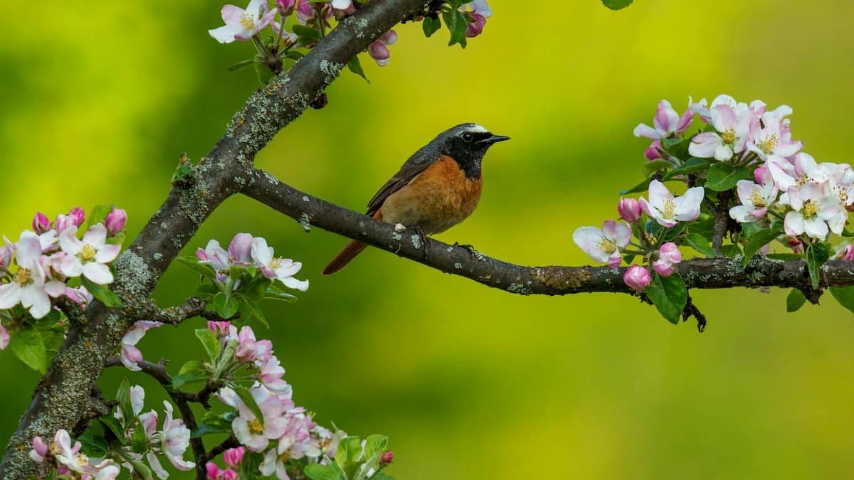 A colorful male Common Redstart perched on a blooming branch with vibrant flowers in spring.