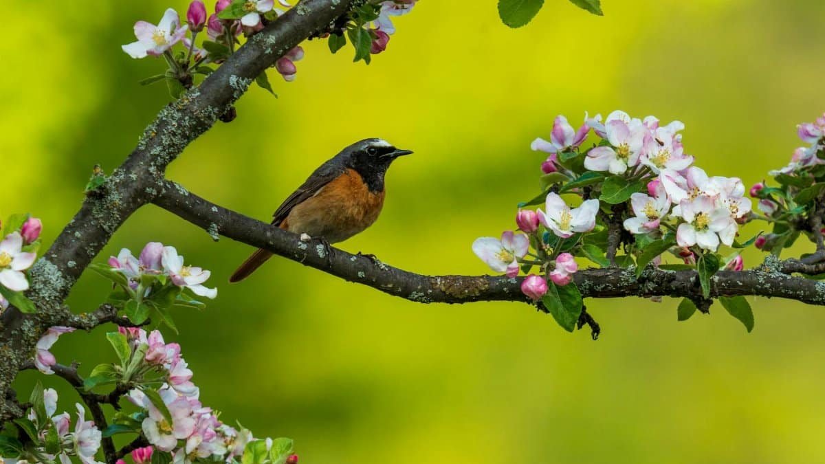 A male Common Redstart perched on a flowering branch in a vibrant spring setting.