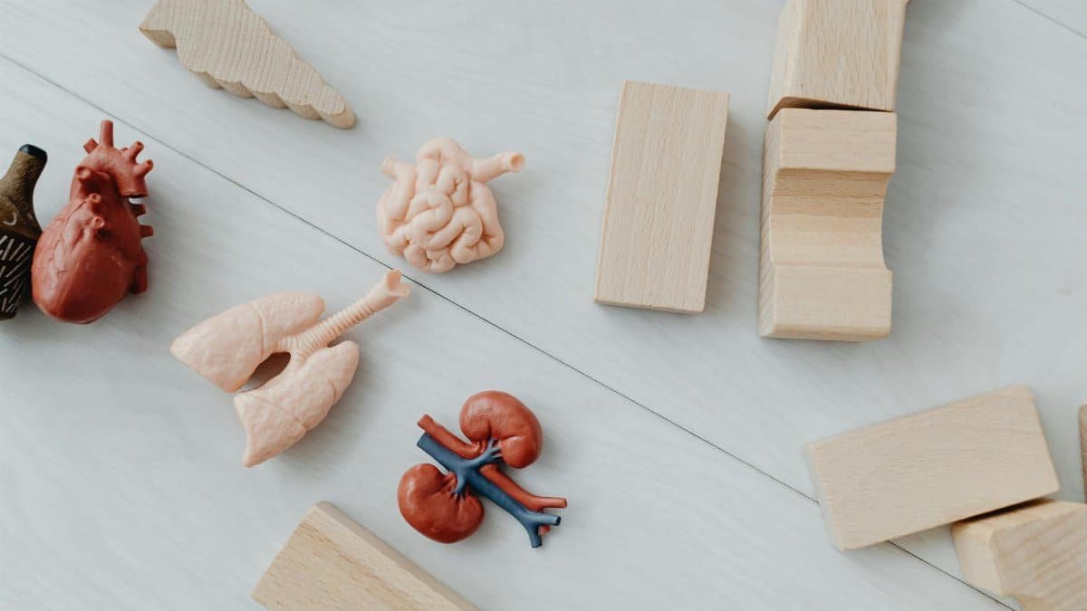Close-up of educational anatomy toys and wooden blocks for children's learning.