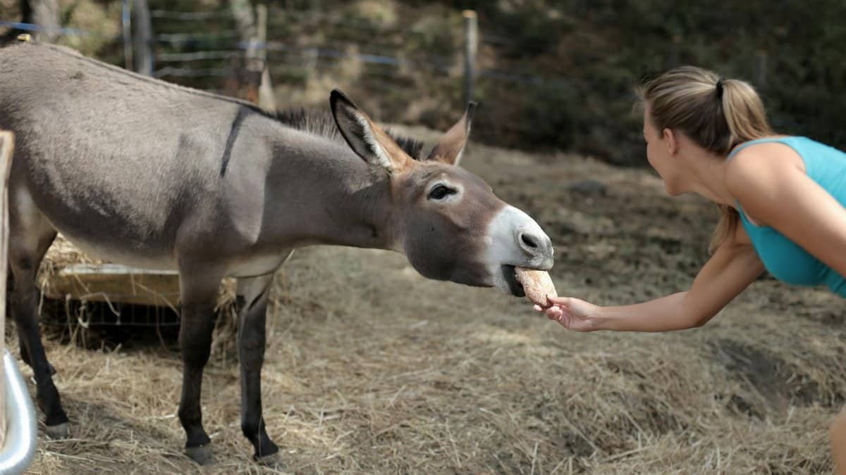 A woman feeds a donkey on a sunny farm, capturing a serene moment of human-animal interaction.