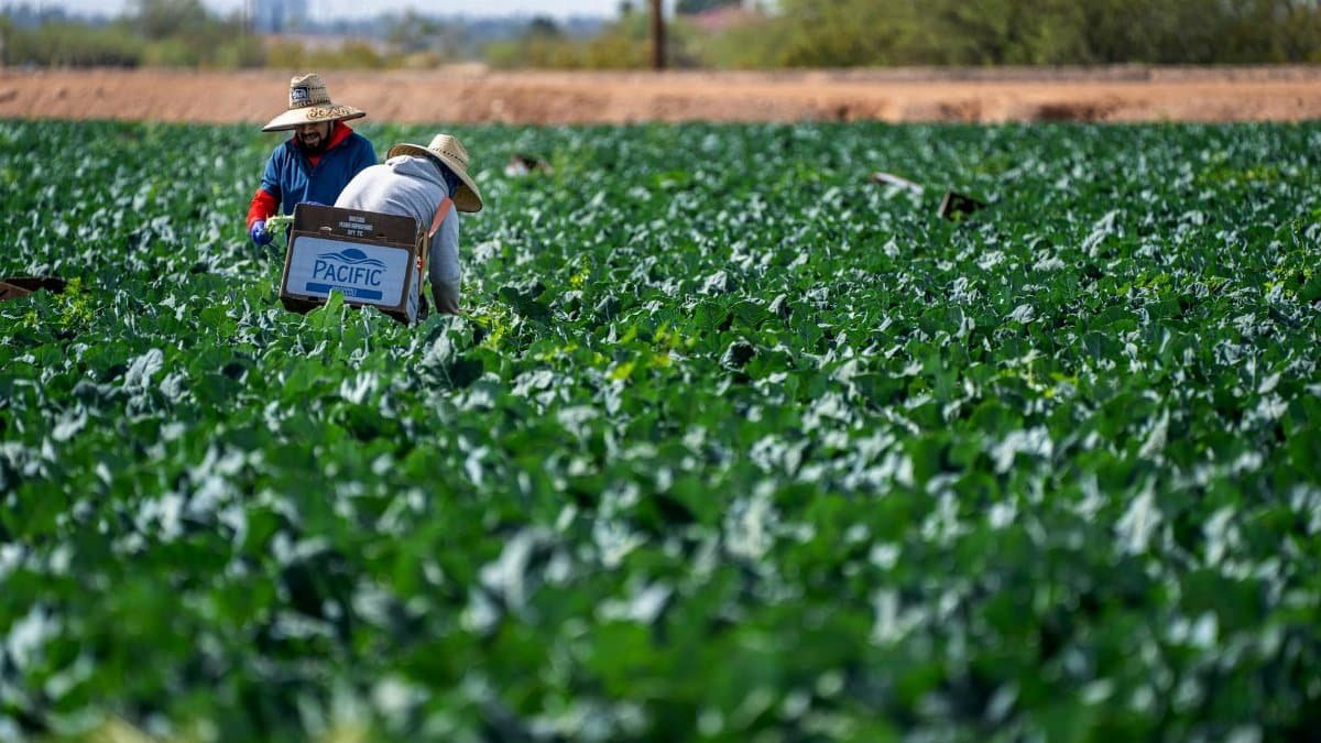 Farm workers in rural Scottsdale picking broccoli on a sunny day.