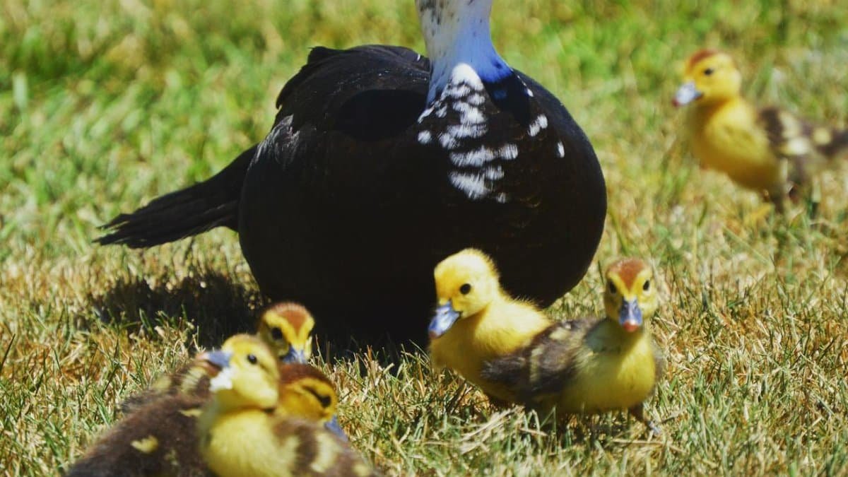 Muscovy duck and ducklings on grass, showcasing natural family life in Jacksonville, FL.