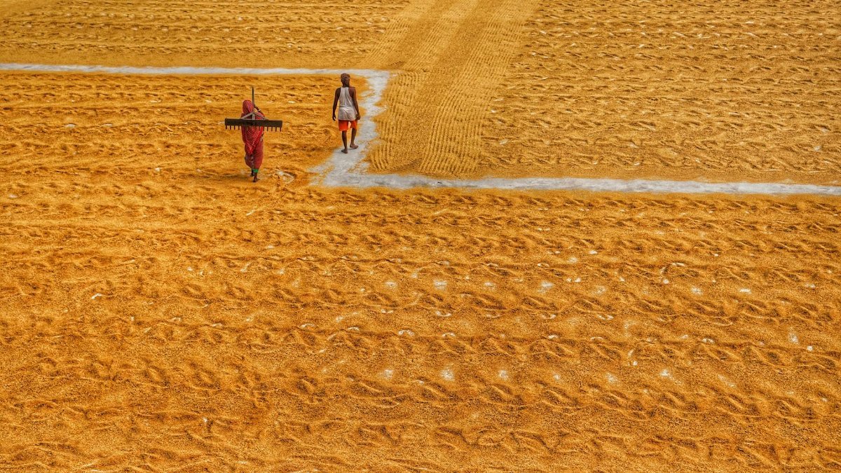 Two workers walking through a rural golden field, depicting rural life in India.