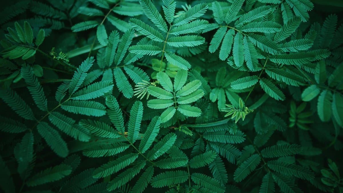 Vivid close-up of lush green tropical leaves in natural light, showcasing detailed foliage.