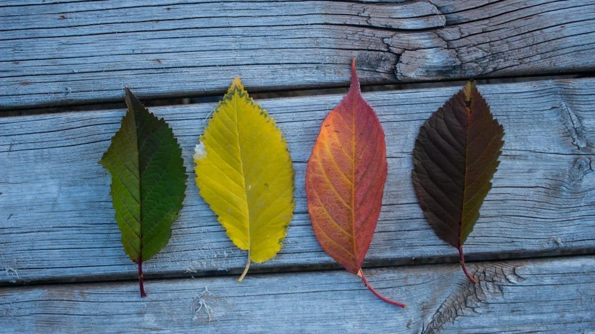 Four varied autumn leaves arranged on weathered wooden planks showcasing seasonal change.