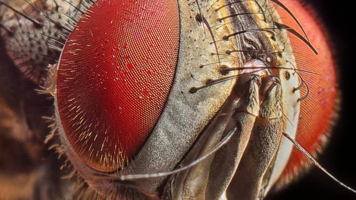 Detailed macro image of a housefly's red compound eyes and intricate hairs, showcasing entomology features.