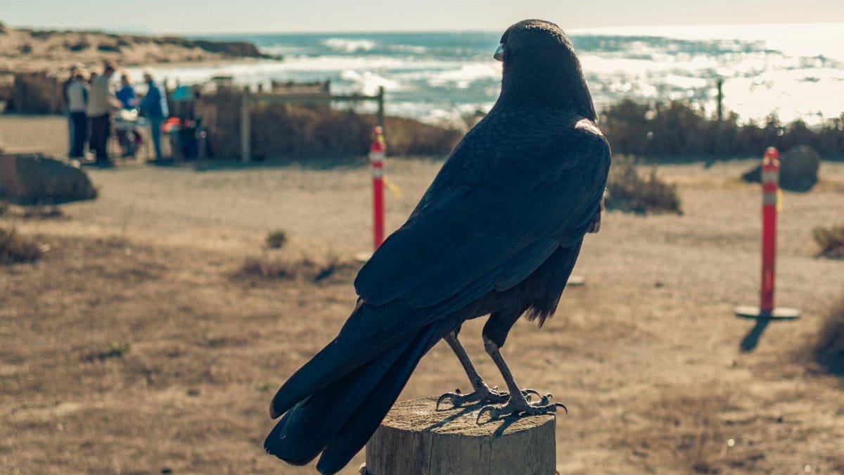A crow perched on a wooden post overlooking a sunny ocean beach.