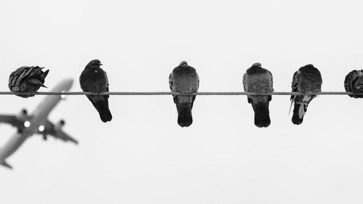 Silhouette of pigeons on a wire with an airplane in the background.
