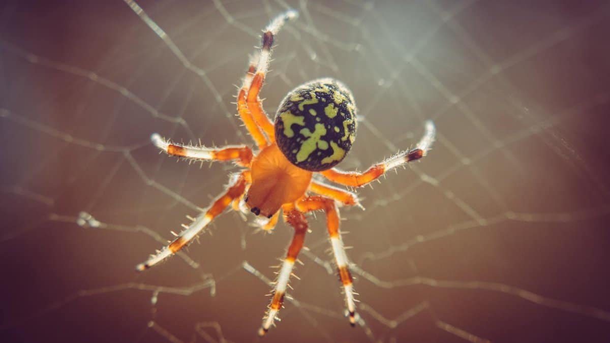 Close-up of a colorful orb weaver spider perched on its web, illuminated by sunlight.