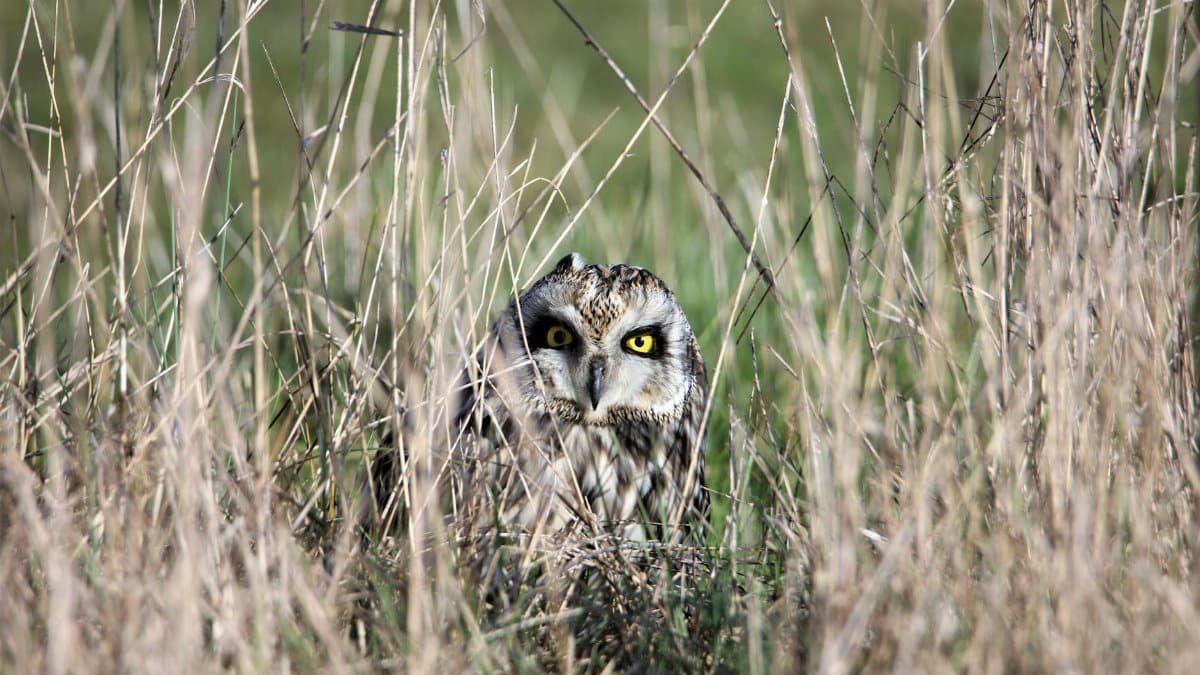 A short-eared owl peering through tall grass in Pays de la Loire, France.