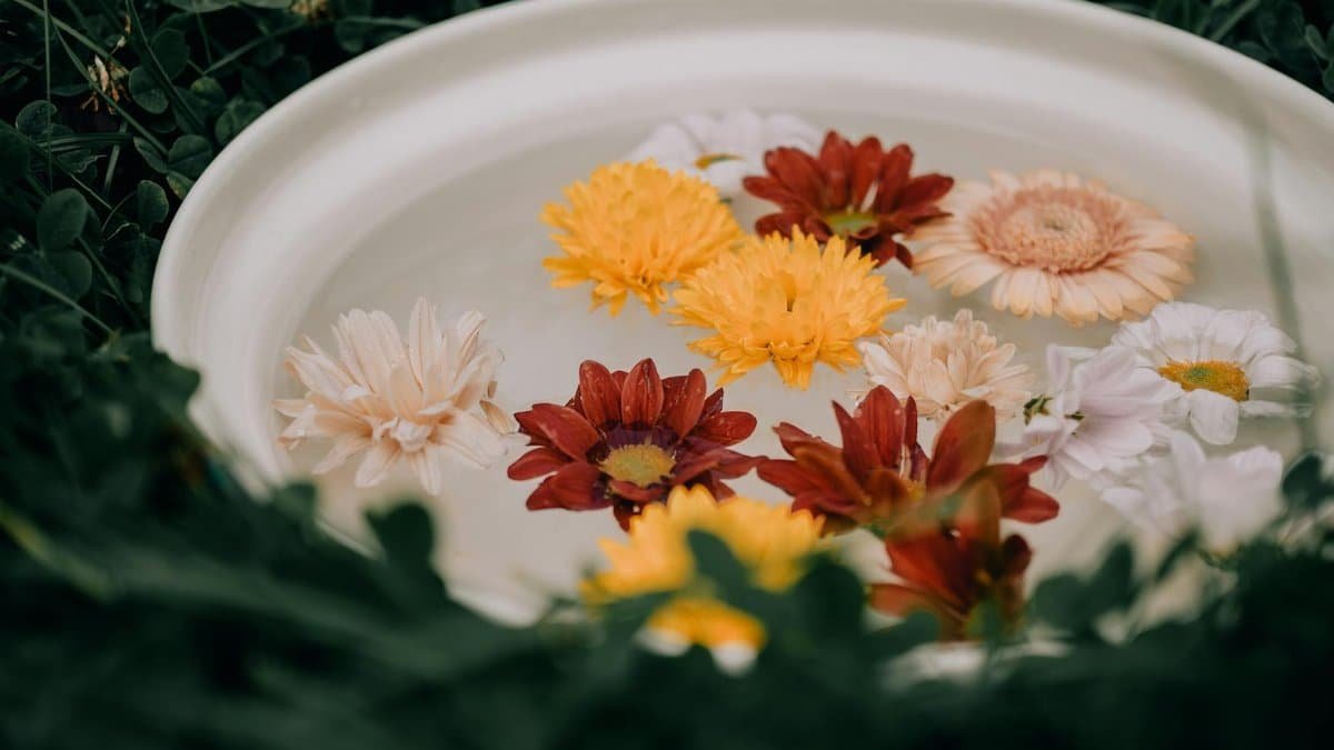 A tranquil outdoor scene with colorful flowers floating in a water-filled bowl, surrounded by green grass.