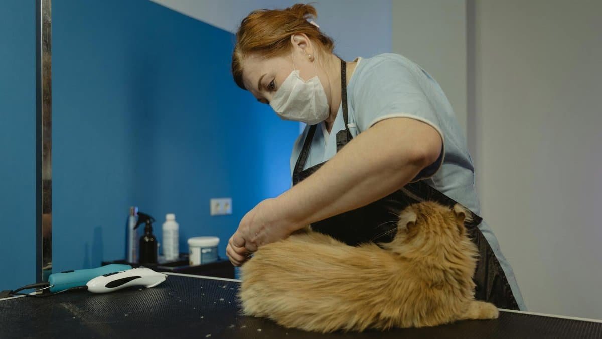 A groomer trims a fluffy tabby cat in a professional pet salon.