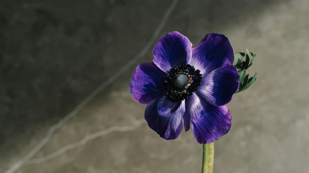 A single vibrant purple anemone bloom stands out against a muted background, highlighting its intricate petals.