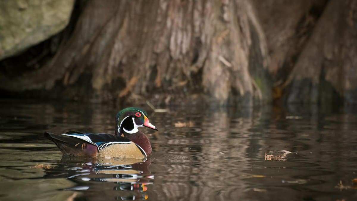 A vibrant wood duck glides through calm waters in Austin, Texas, showcasing its colorful plumage.