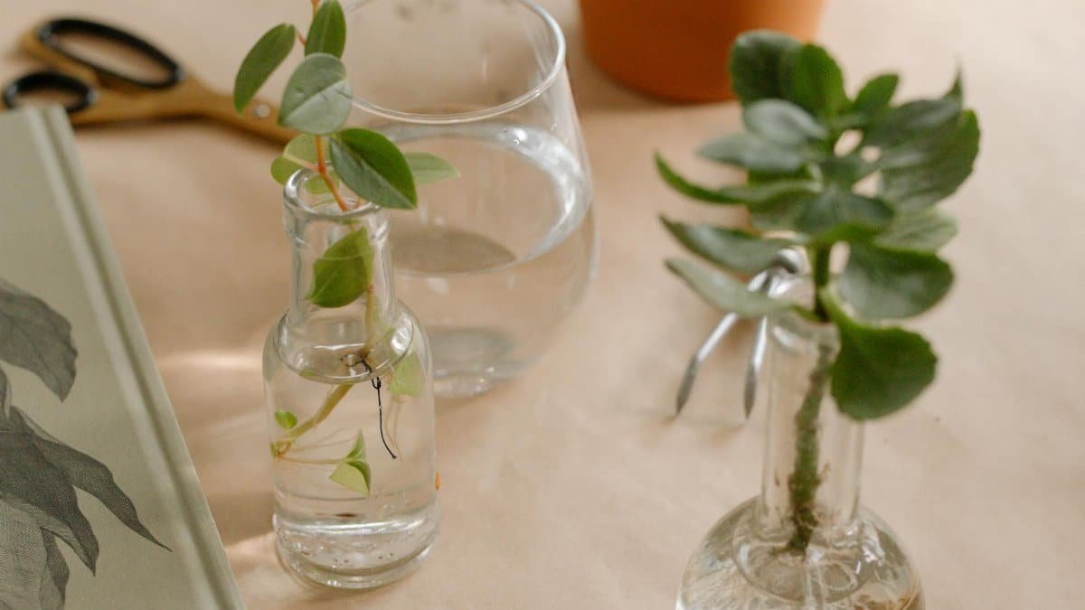 Natural still life with plant cuttings in glass bottles on a table. Perfect for gardening and lifestyle themes.