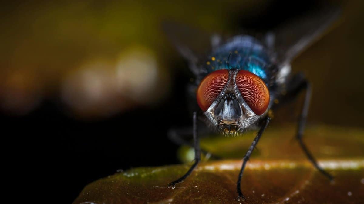 Detailed macro photograph of a housefly showcasing its vibrant red eyes and intricate wing details.