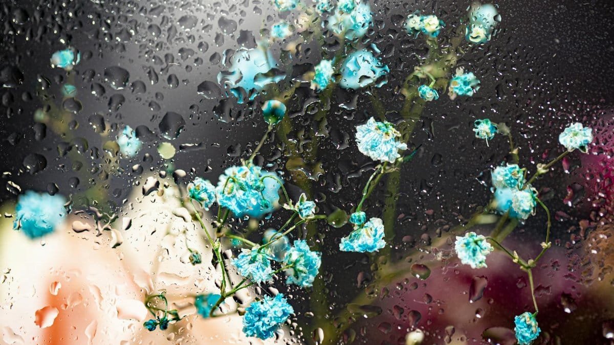 A mesmerizing display of blue flowers viewed through glass adorned with water droplets, creating a surreal visual effect.