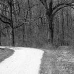 Black and white image of a forest path with a left curve road sign.