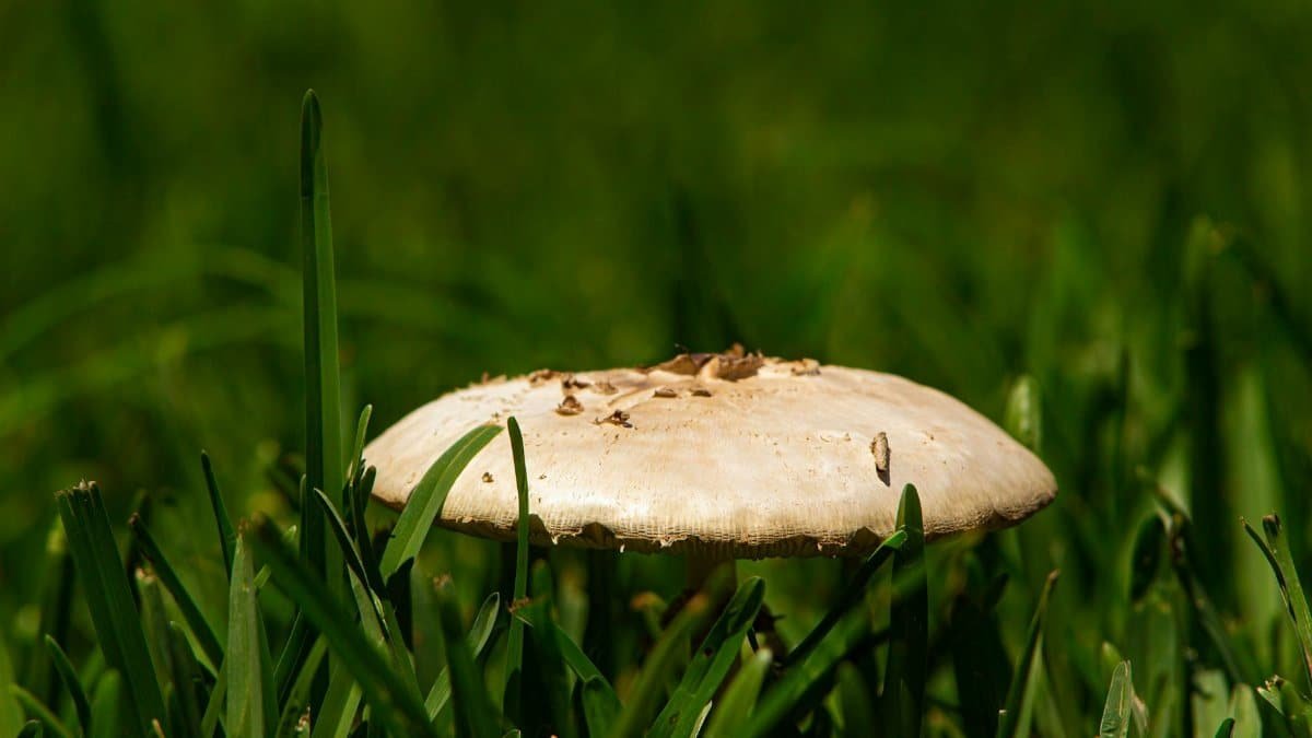 Close-up image of a white mushroom growing in lush green grass, Miami.