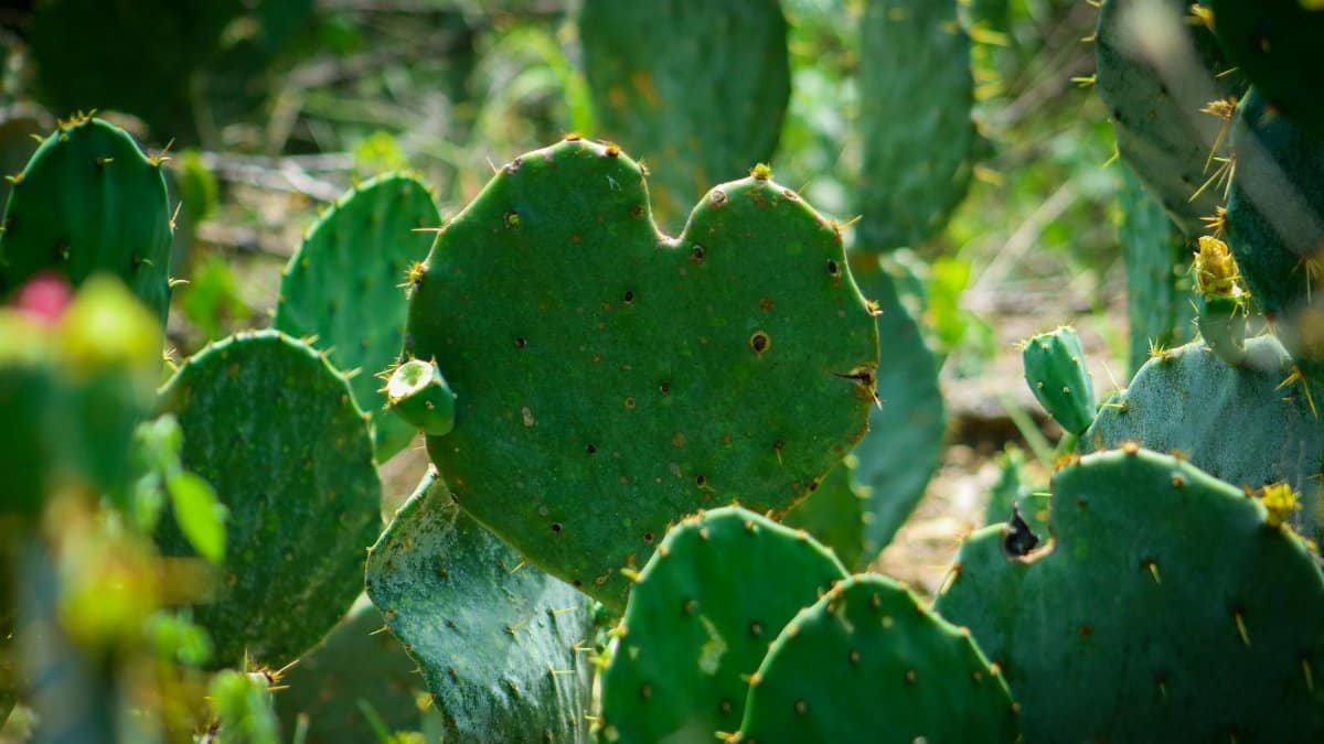 Close-up of a prickly pear cactus highlighting its rich green texture in San Antonio, TX.