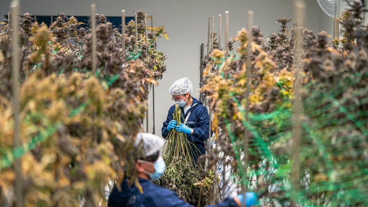 Workers in protective gear handling cannabis plants in an indoor facility.