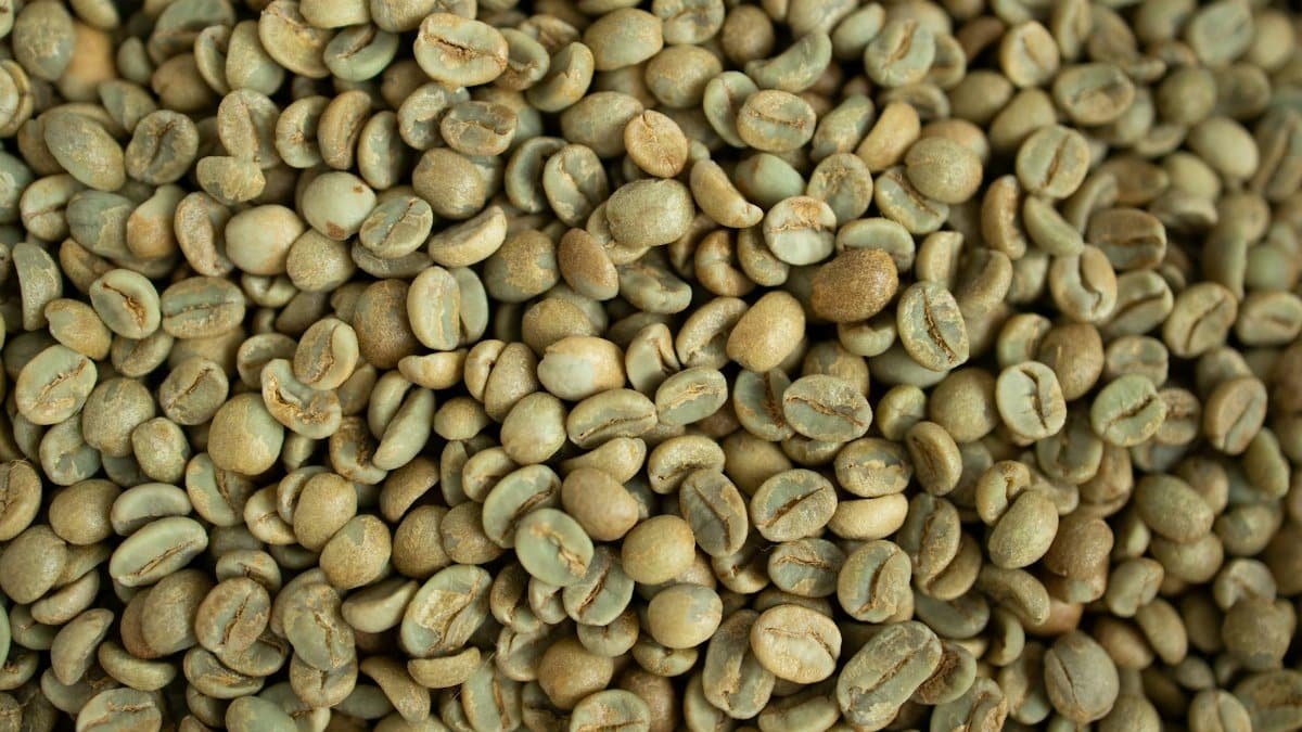 Close-up view of fresh, green coffee beans ideal for stock photography.