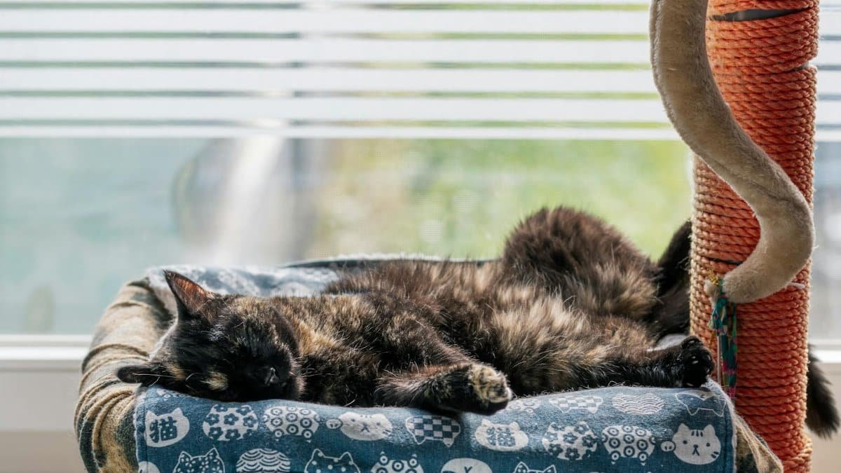 2. Sleep Struggles That Leave You Drained