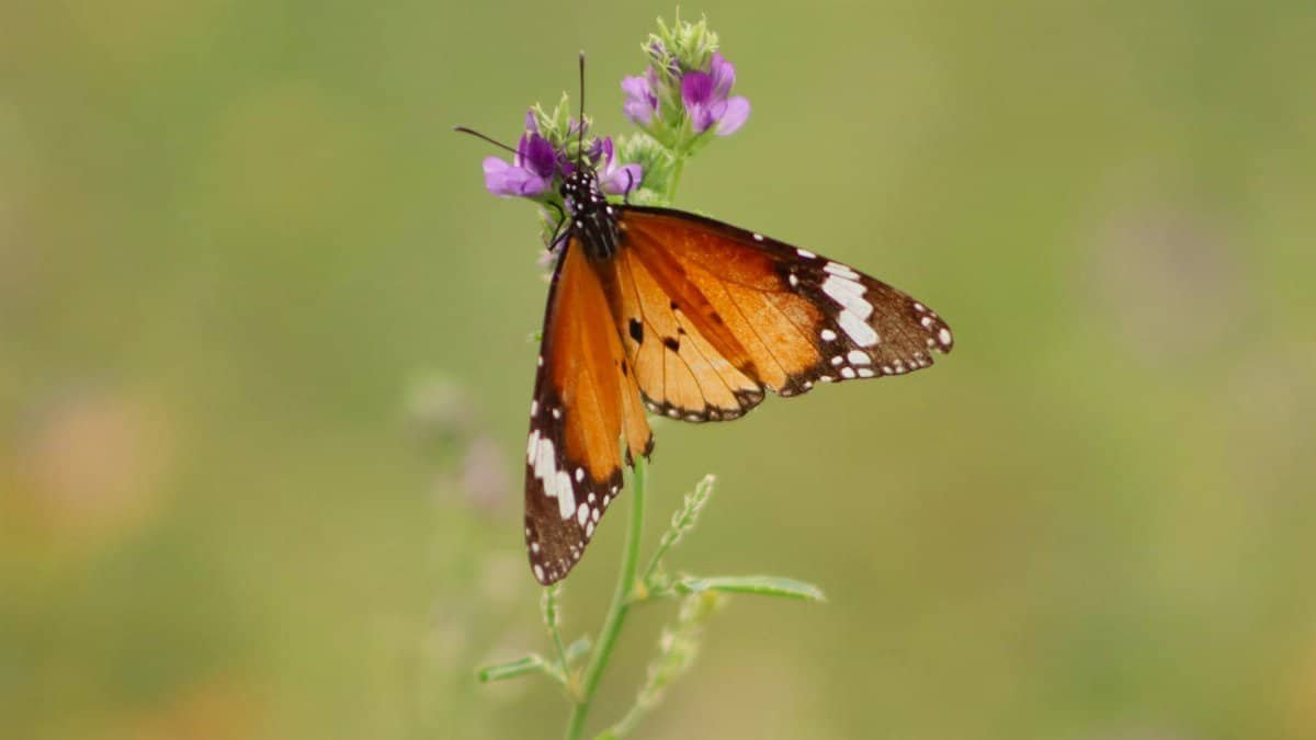 Vibrant monarch butterfly perched on a purple wildflower in a lush outdoor setting.
