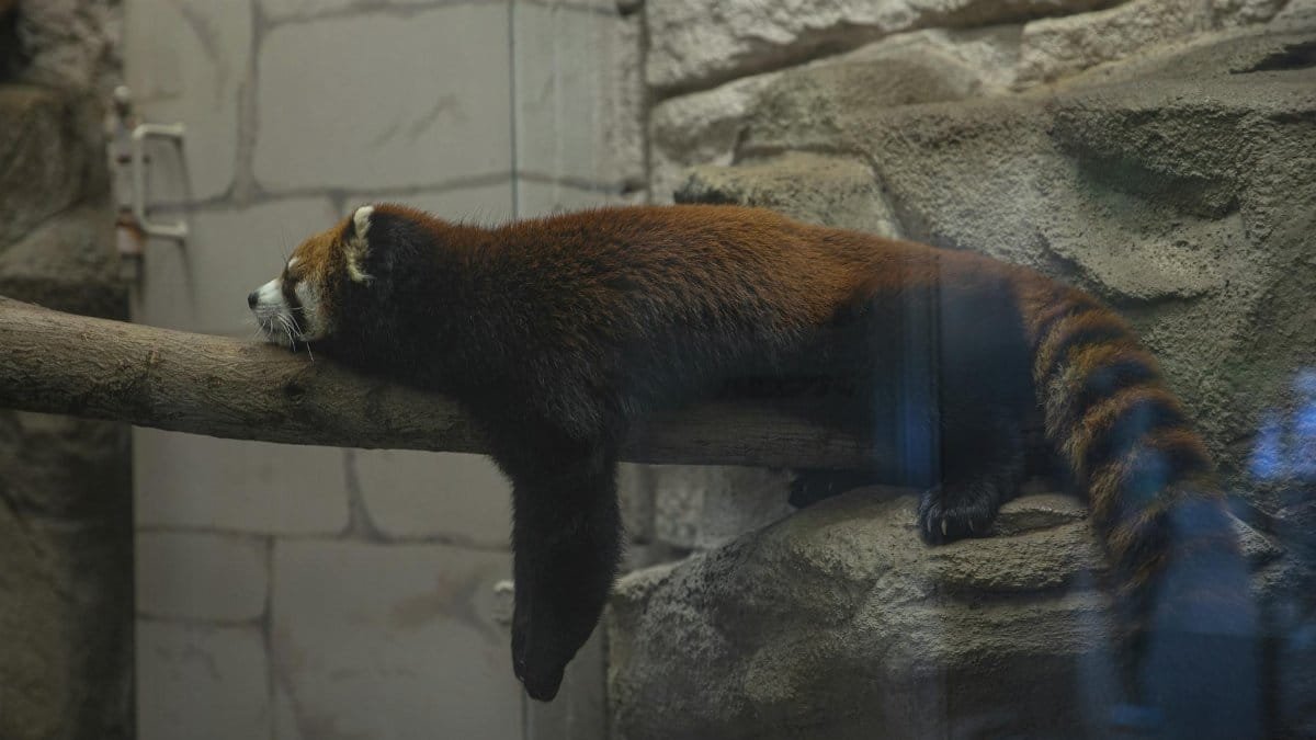 A red panda lies peacefully on a branch inside a zoo enclosure, displaying its fluffy fur and tranquil demeanor.