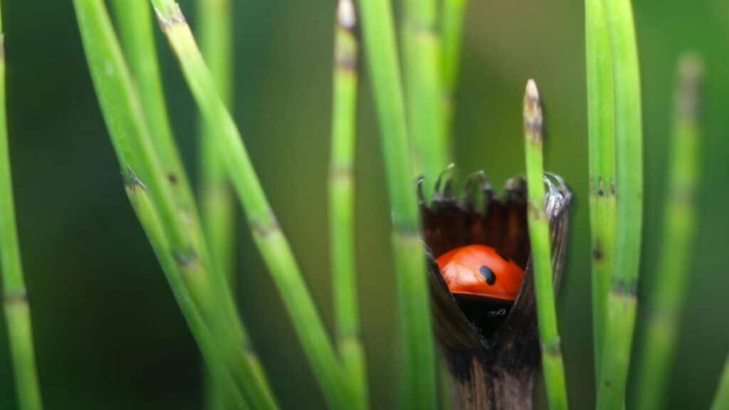 A ladybug nestled in a horsetail plant, showcasing nature's beauty in a garden setting.