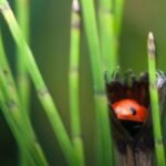 A ladybug nestled in a horsetail plant, showcasing nature's beauty in a garden setting.