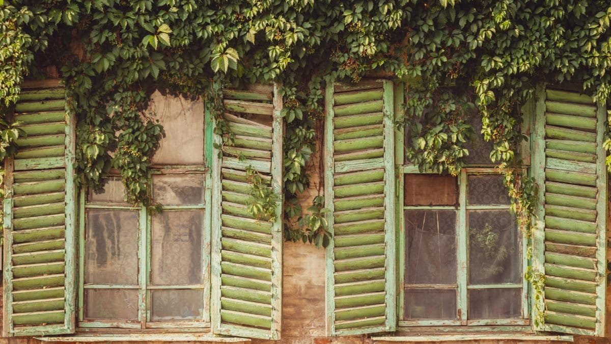 Rustic building facade with green shutters and leafy vines for a vintage aesthetic.