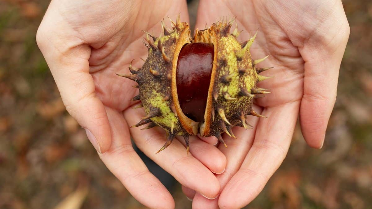 Close-up of hands holding a fresh chestnut outdoors in autumn season, showcasing nature's bounty.