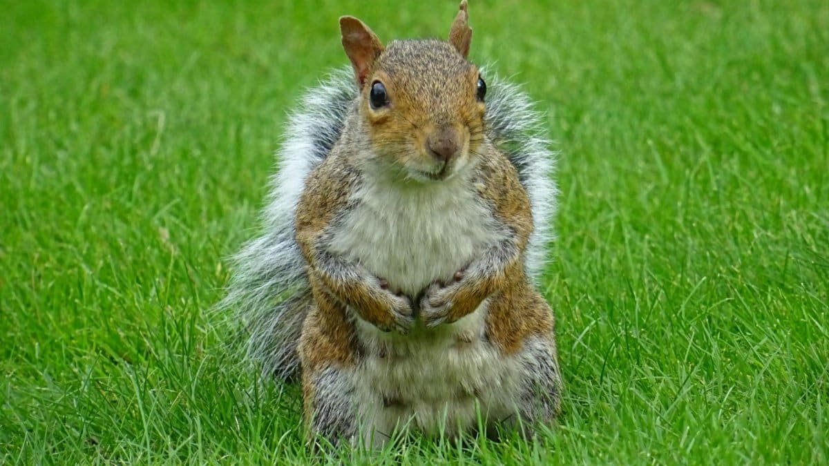 A cute squirrel sits on vibrant grass in an outdoor park, showcasing its natural habitat.