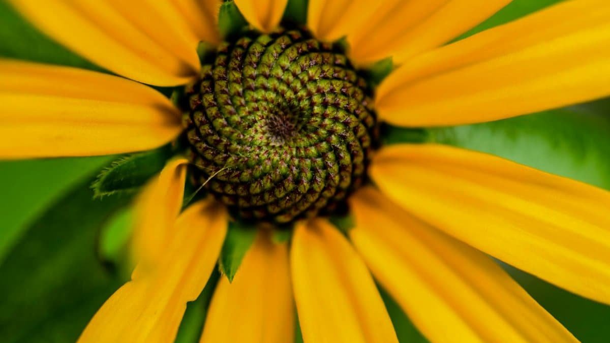 Close-up view of a vibrant yellow sunflower, showcasing its intricate details and petals.