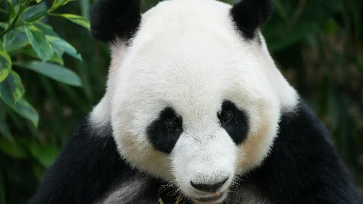 A serene giant panda munching on bamboo in a lush outdoor setting.
