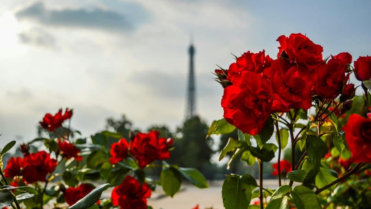 Vibrant red roses bloom with the Eiffel Tower in the background, capturing Parisian romance.