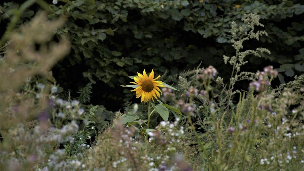 A solitary sunflower stands in a lush wild garden, surrounded by greenery and wildflowers.