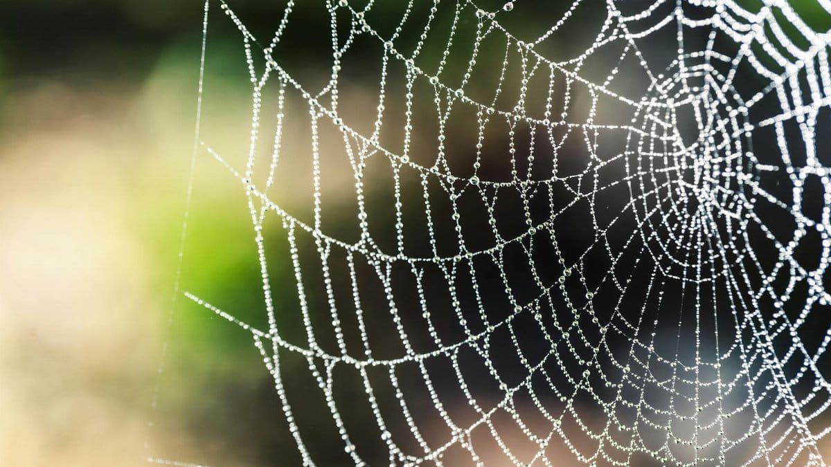 Macro shot of a spider web with dewdrops, showcasing nature's intricate design outdoors.
